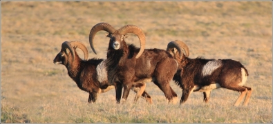 <p>MUFLON (Ovis musimon) Šluknovsko - Valdek, 2016 /Mouflon - Mufflon/ </p>